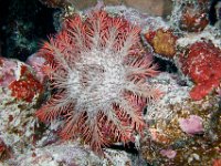 Crown of Thornes Sea Star devours everything in it's path.  Can be very destructive if not controlled.